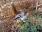Ranny żuraw w Nadleśnictwie Limanowa