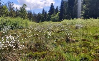 OCHRONA GATUNKÓW I SIEDLISK