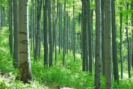 Lasy i leśnicy w obliczu zmian klimatycznych