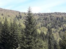 Lasy niepaństwowe
